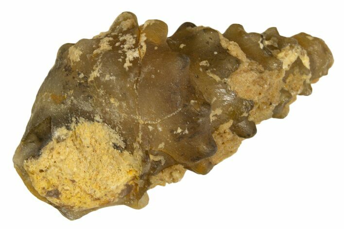 Agatized Gastropod (Cerithium?) Fossil - Morocco #338029